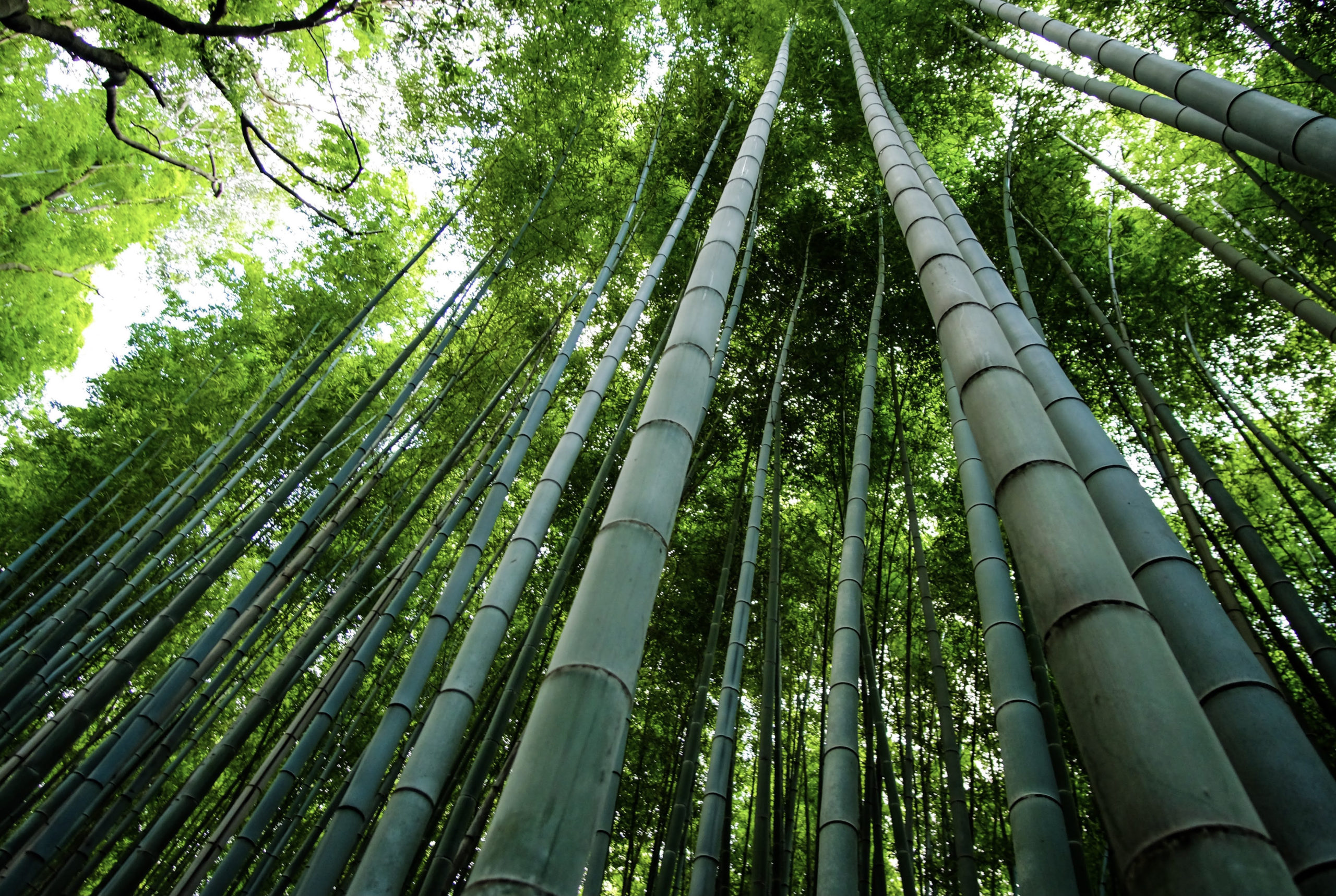 My Favorite City -Arashiyama Kyoto